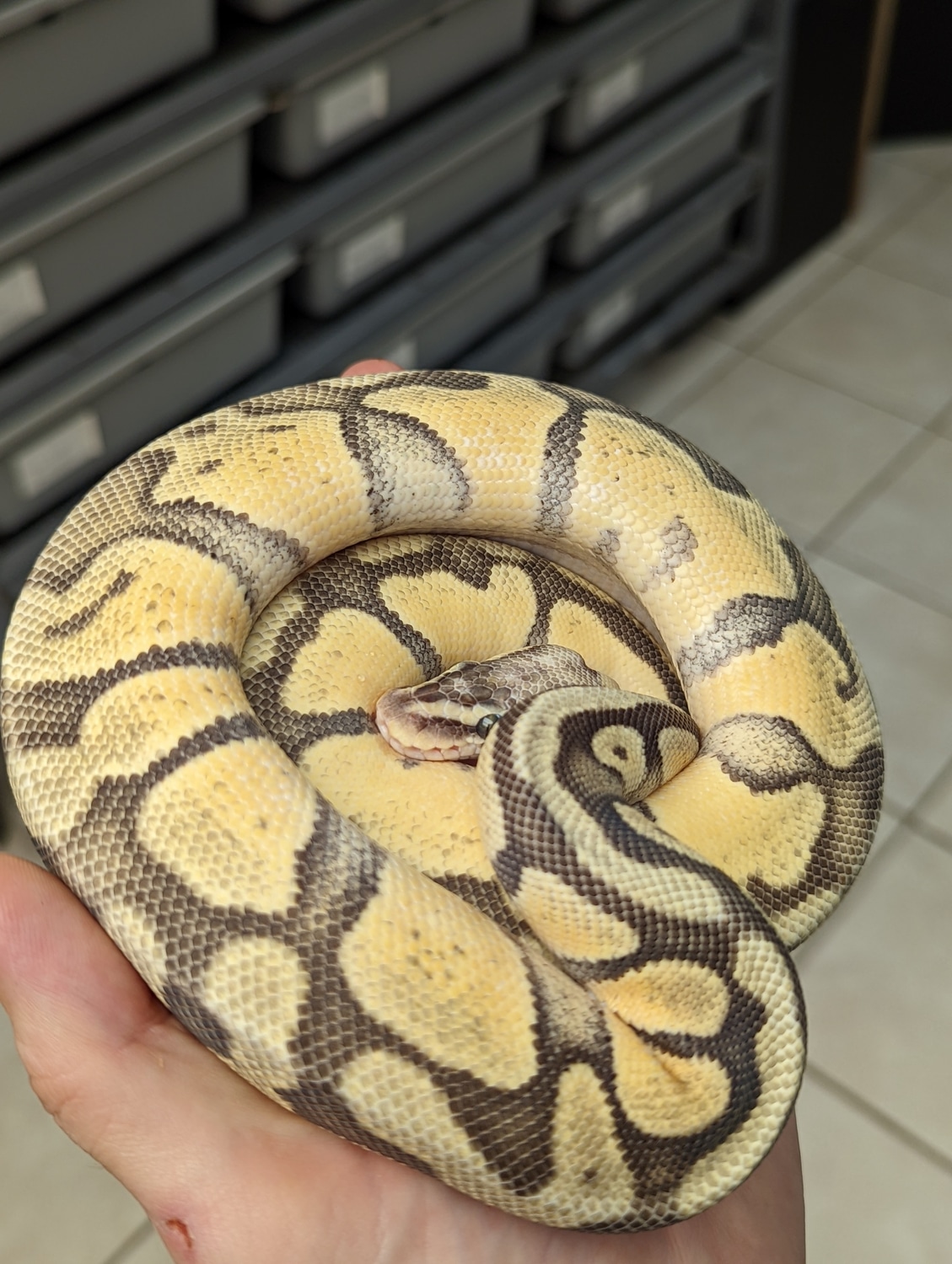 Pastel Enchi Hypo Ball Python by The Reptile Connection MorphMarket