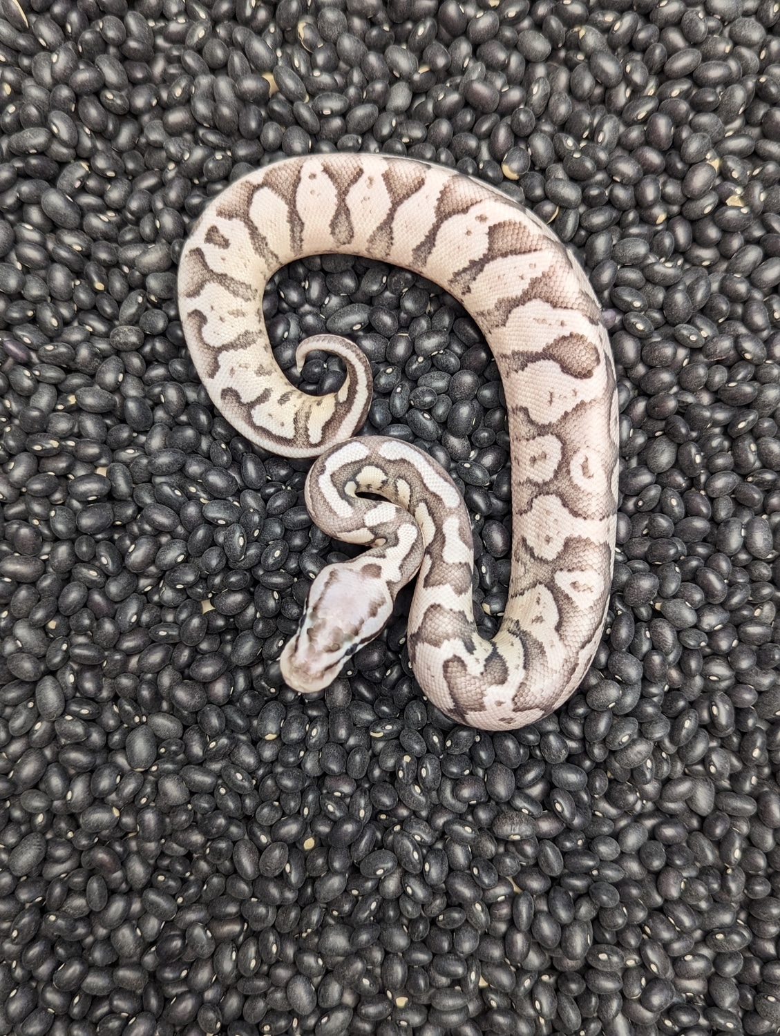 SK Axanthic Superfly 50% Het Clown Ball Python by The Reptile ...