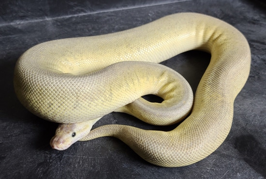 Lesser Super Pewter Ball Python by Intelligent Design Reptiles