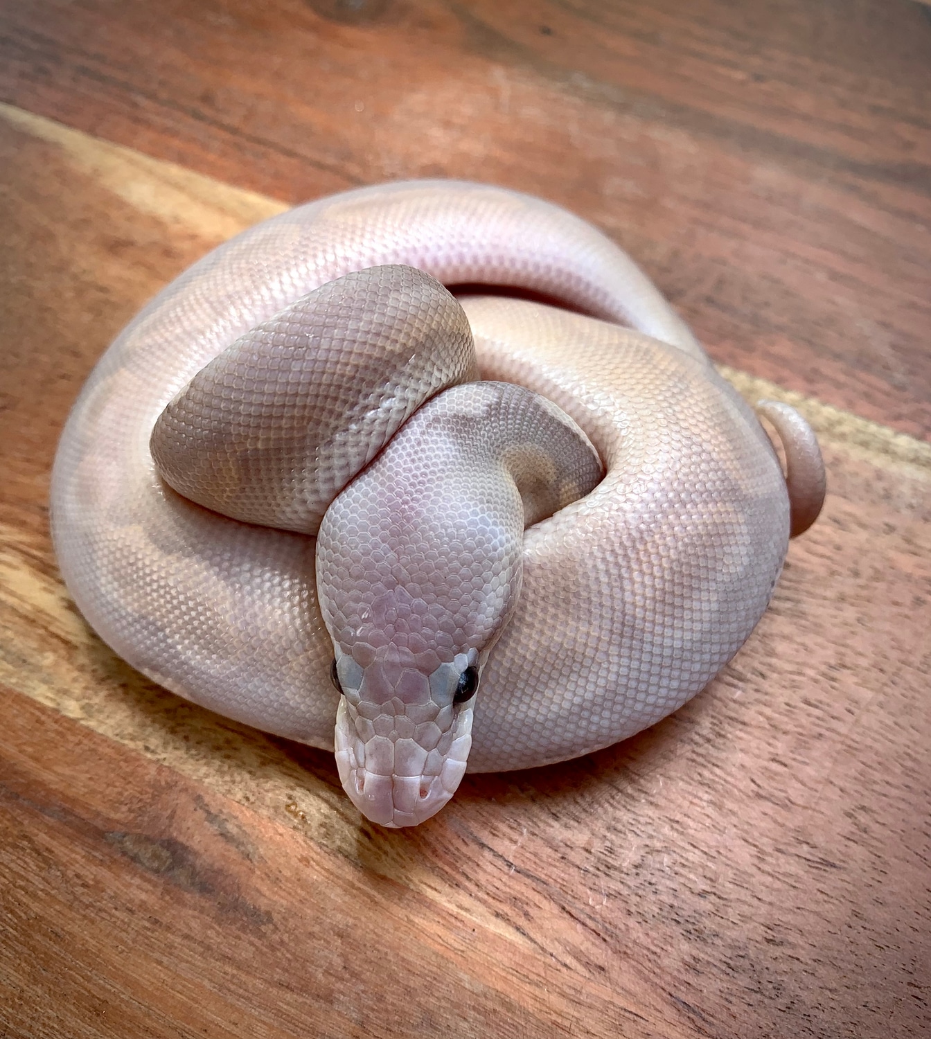 Banana Cinnamon Pastel Ball Python by Scale House - MorphMarket