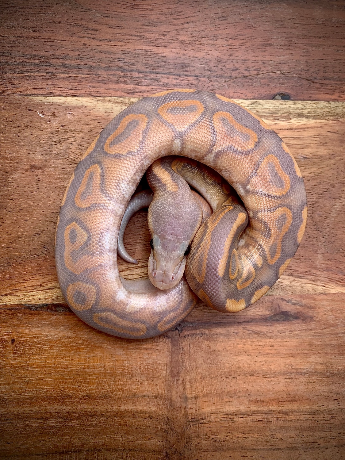 Banana Cinnamon Ball Python by Scale House Exotics - MorphMarket