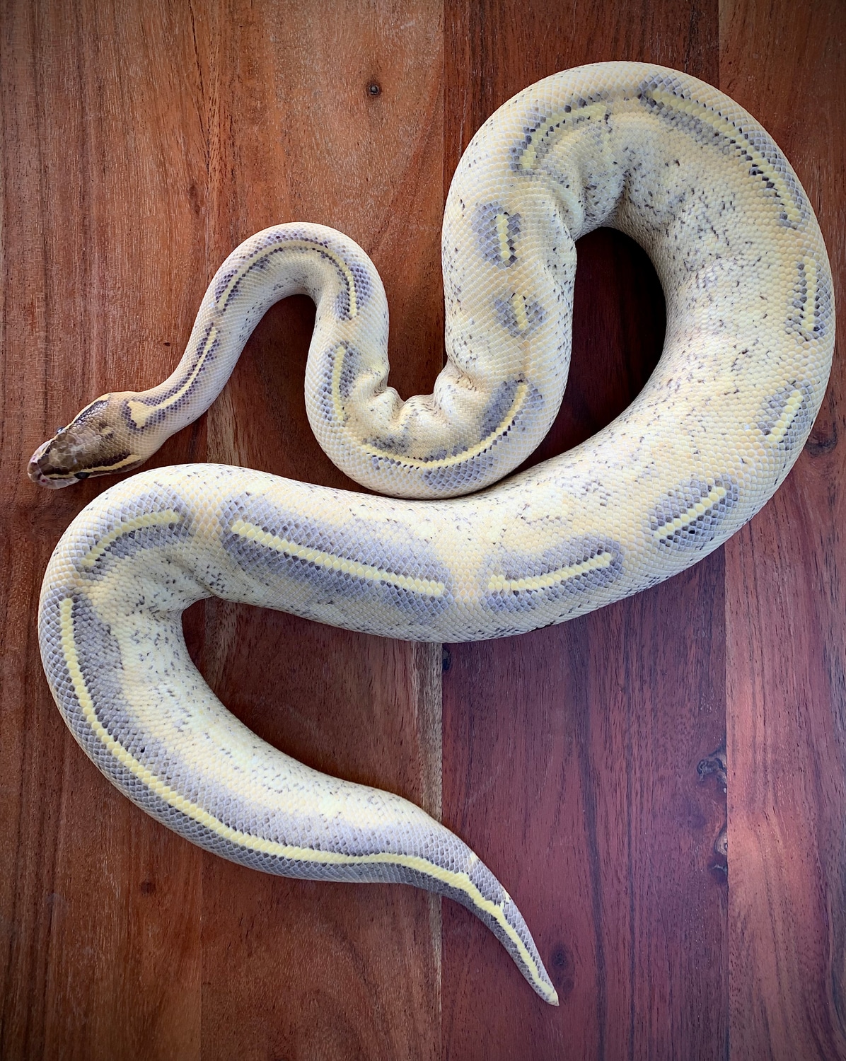 Highway Ball Python by Scale House - MorphMarket