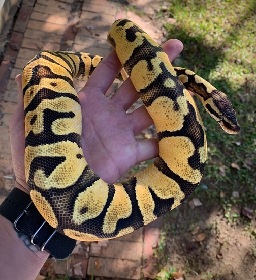Enchi Pastel Yb Or Asphalt Ball Python by Scale House