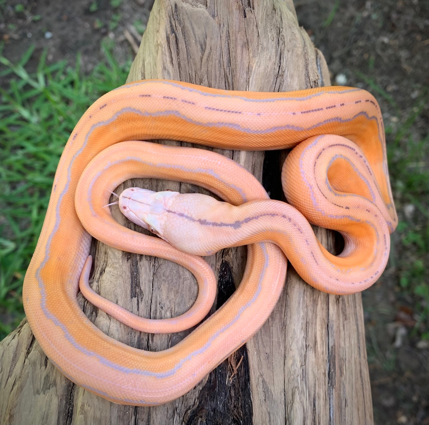 Purple Motley Tiger Sunfire Reticulated Python by Scale House - MorphMarket
