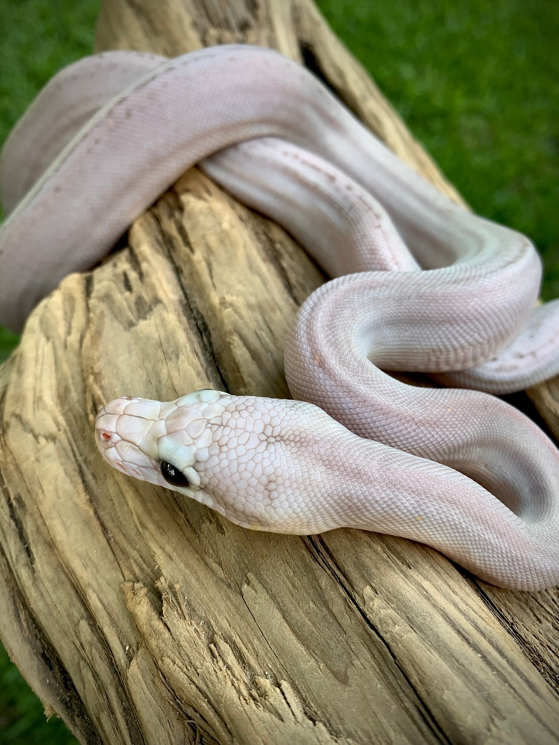 Orange glow super motley pos platinum sunfire tiger reticulated python