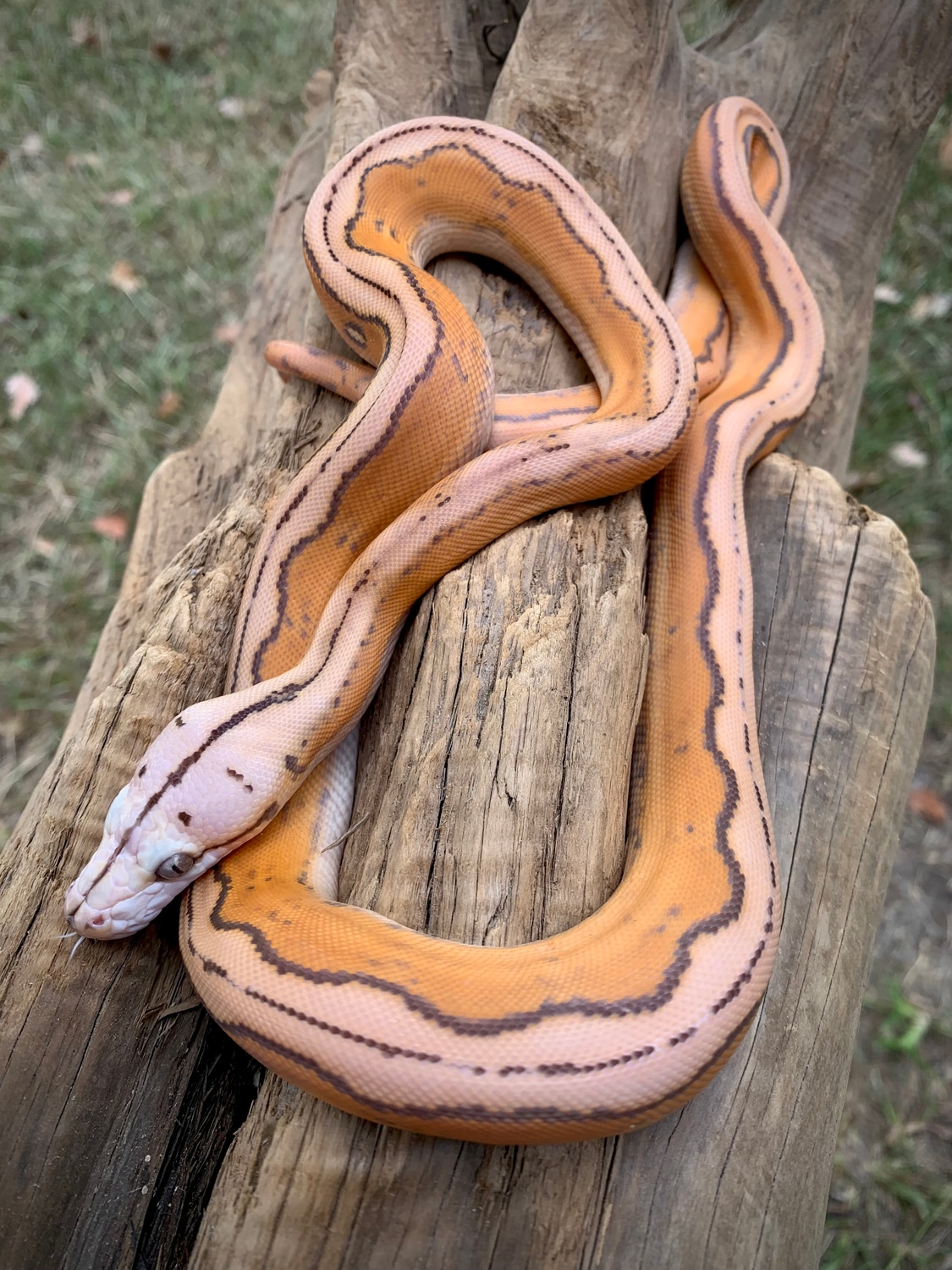 Orange glow motley sunfire tiger reticulated python by scale house