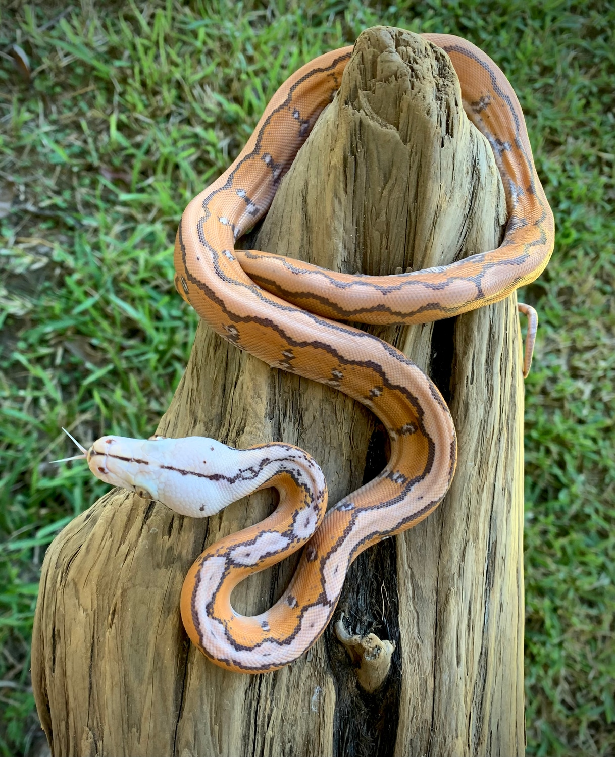 Orange Glow Motley Reticulated Python by Scale House - MorphMarket