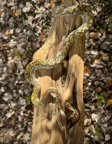 Kalatoa Reticulated Python by Scale House