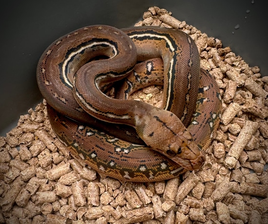 Anthrax Het Albino Purple Reticulated Python by Scale House