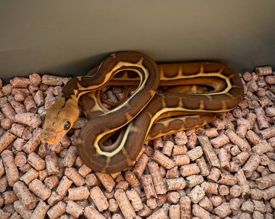 Anthrax Suntiger Het Purple Reticulated Python by Scale House