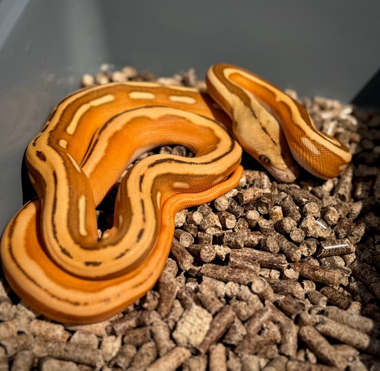 OGS Suntiger Het Indo Or White Reticulated Python by Scale House