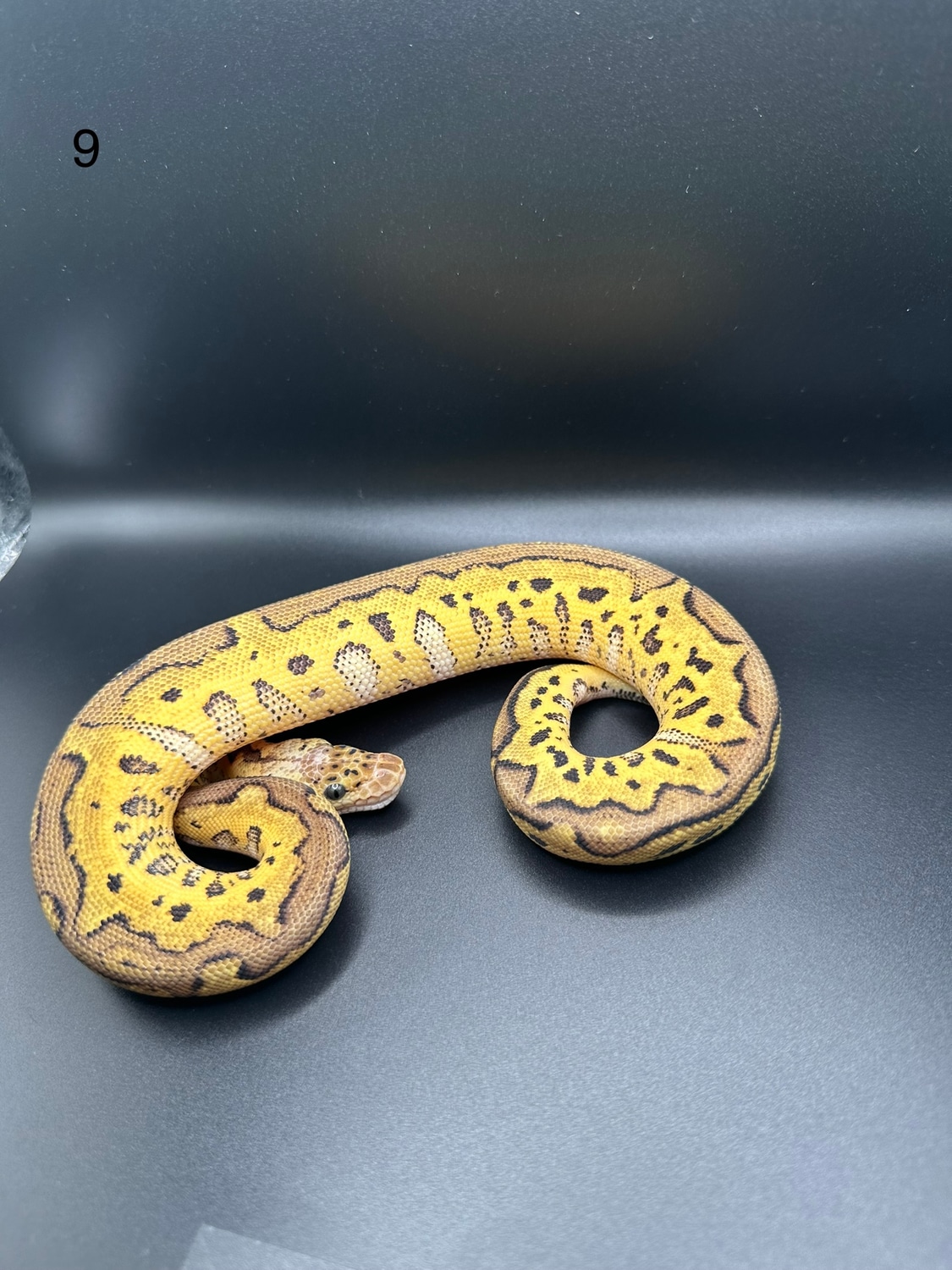 Pastel Leopard Clown Ball Python by S.H.E.D. MorphMarket