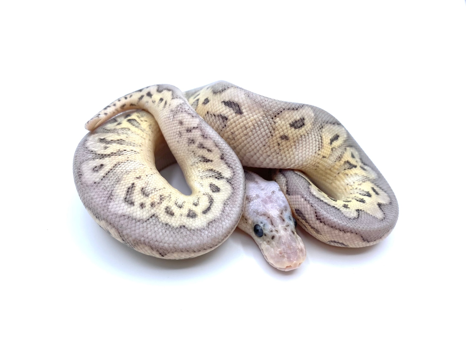 Super Pastel Hra Clown Ball Python by Loni Tyler’s Barbaric’s MorphMarket