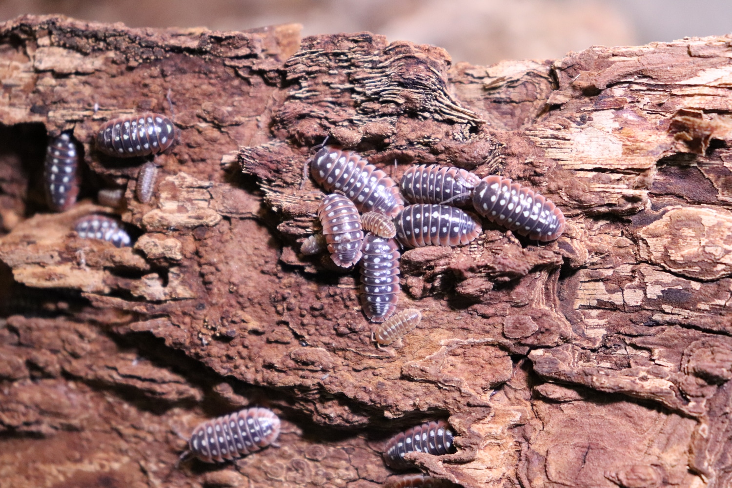 clown-pillbug-armadillidium-klugii-dubrovnik-isopod-by-legs-for