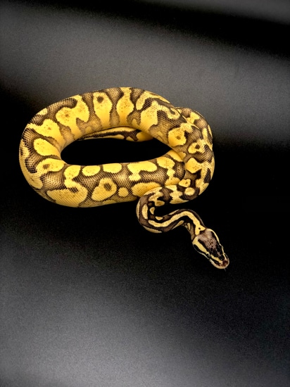 Super Pastel Yellow Belly Gravel Het Hypo Ball Python by Loren Emanuel ...
