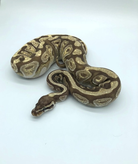 Lesser Spotnose Possible Specter Ball Python by Loren Emanuel Reptiles
