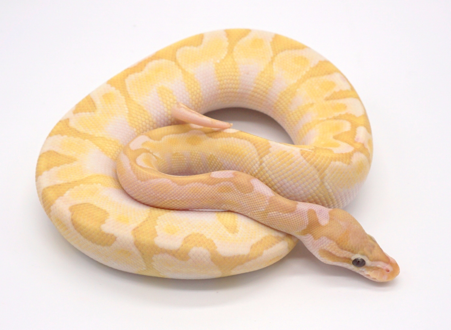 Banana Bamboo Enchi Poss Calico Poss GHI Ball Python by Loren Morales