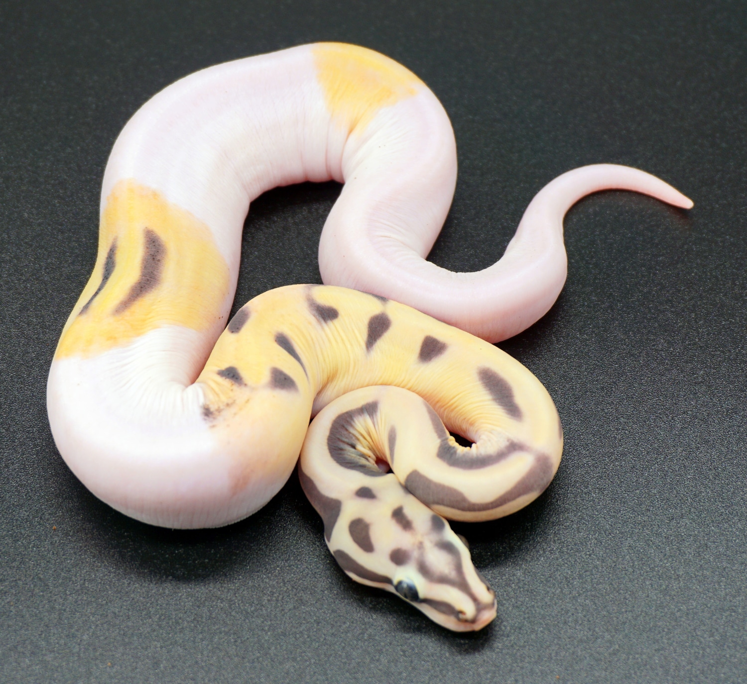 Pastel Scaleless Piebald Ball Python by Loren Morales Reptiles