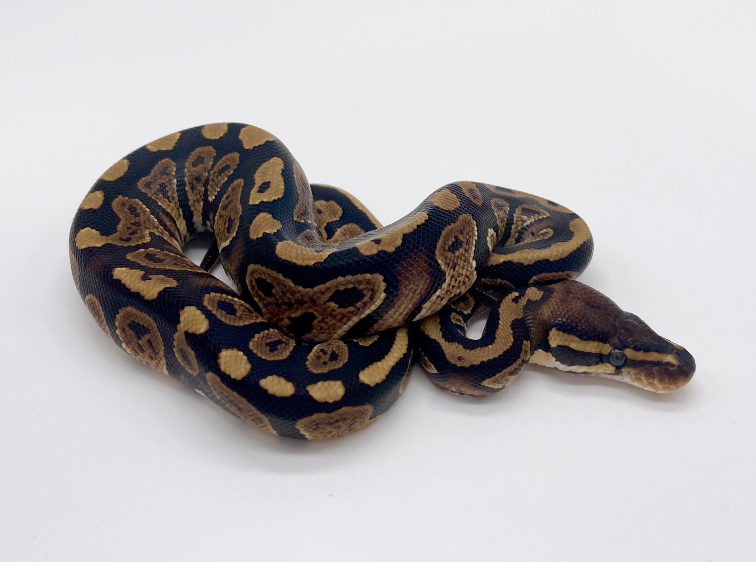 Pepper Granite Ball Python by Loren Morales Reptiles - MorphMarket