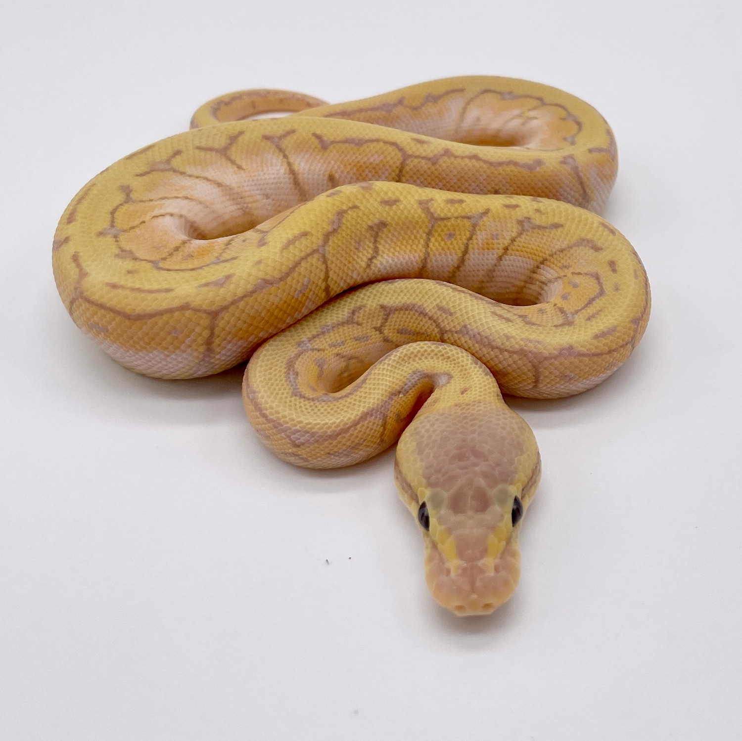 BANANA LEMONBLAST YELLOWBELLY Or ASPHALT Ball Python by Loren Morales