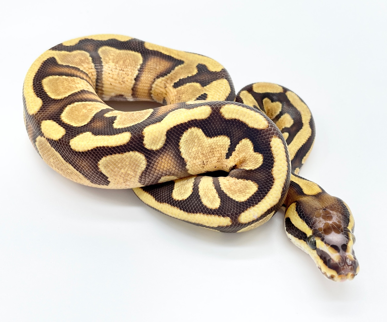 Scaleless Head Enchi Fire Ball Python by Loren Morales Reptiles ...