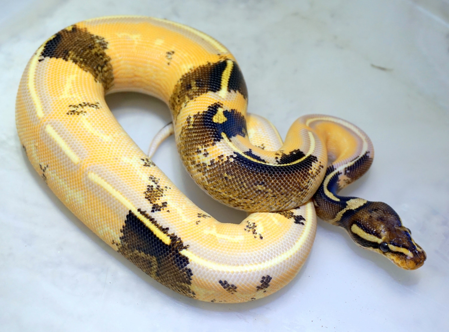 Paradox Banana Freeway Poss Orange Dream Ball Python by Loren Morales ...