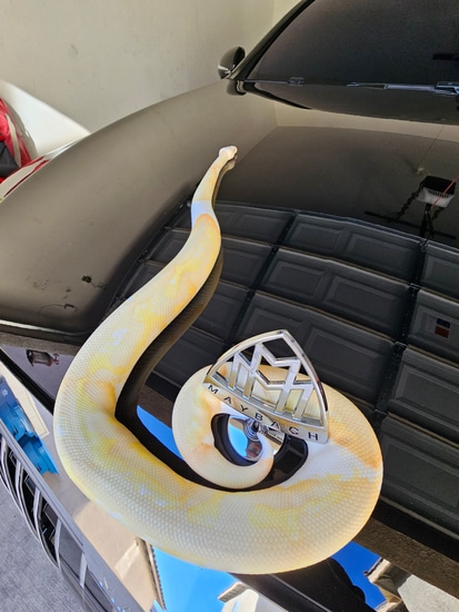 Proven Breeder: Leopard Albino Pied Ball Python by Maybach Luxury Pythons