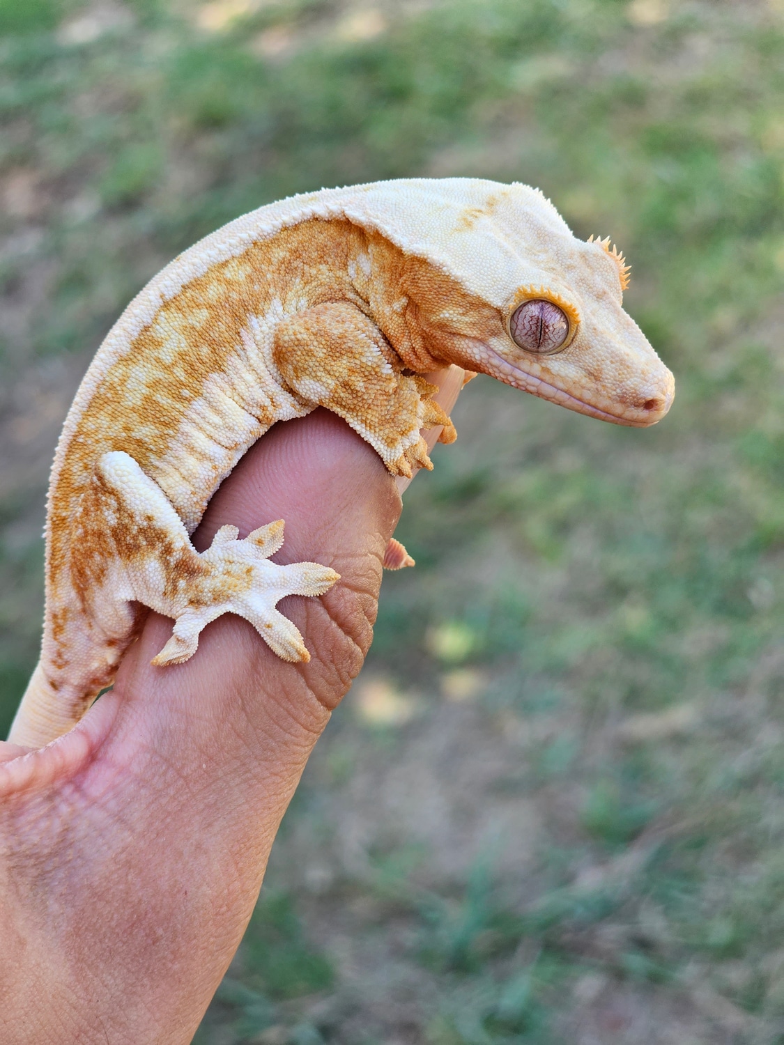Creamsicle Juvinile Crested Gecko by LA Geckos MorphMarket