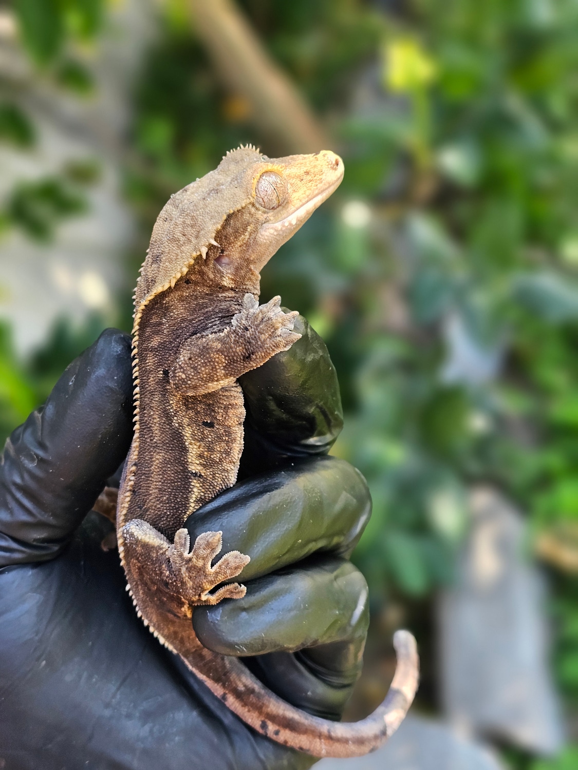 LA Geckos