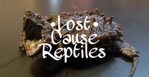Lost Cause Reptiles - MorphMarket