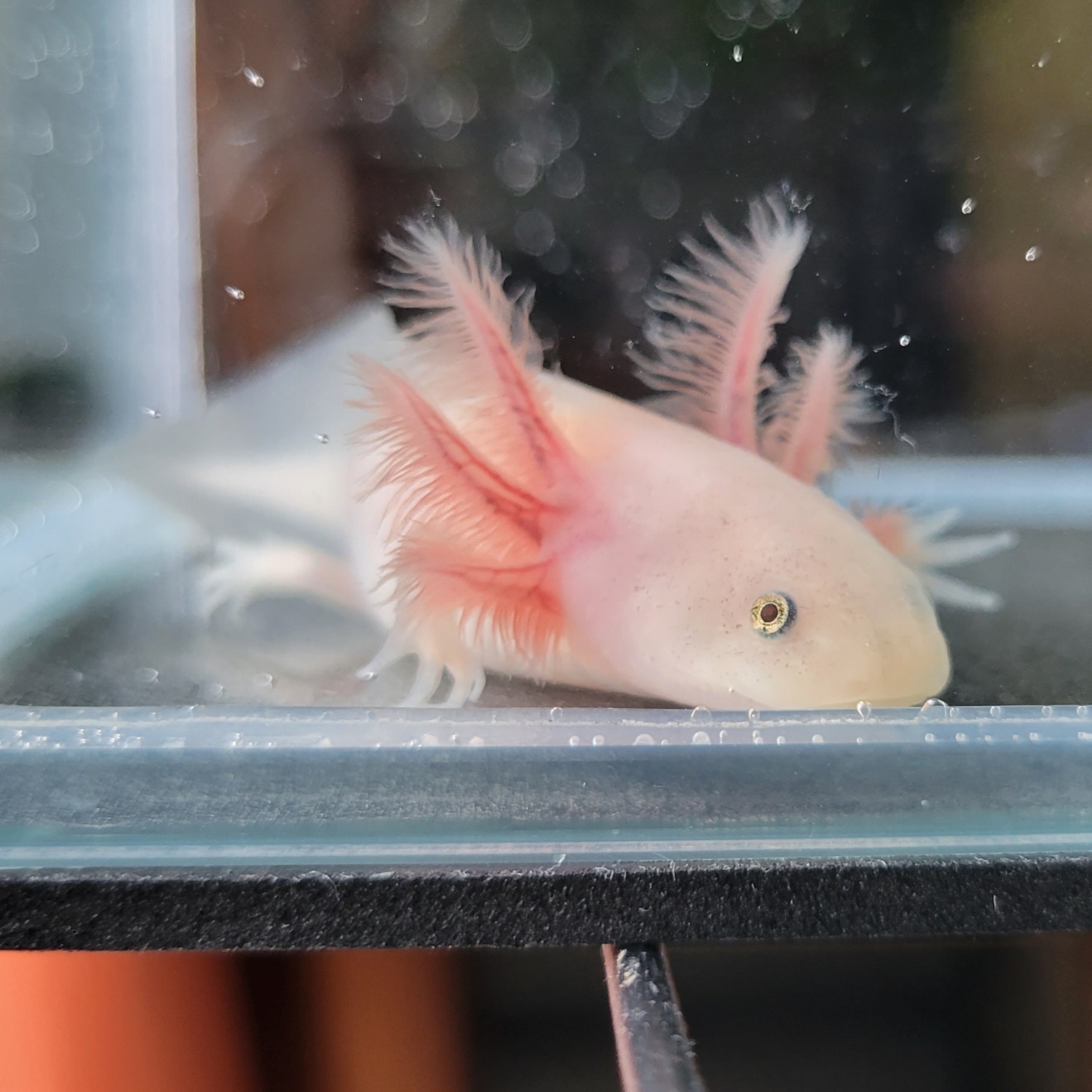 34" Leucistic/Copper Lucy Axolotl by Lost on a Mountain Axolotls