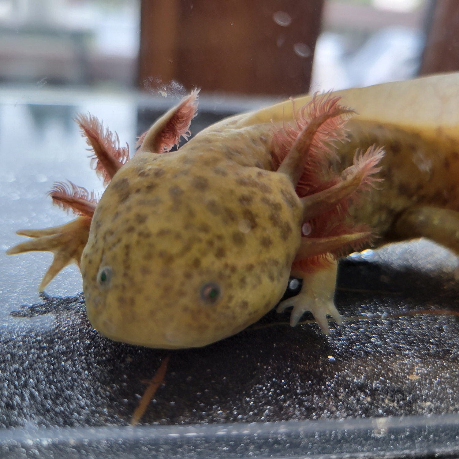 5+" GFP Copper Axolotl by Lost on a Mountain Axolotls MorphMarket