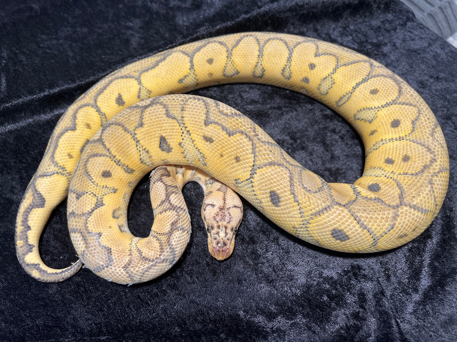 Super Pastel Clown Ball Python by LotsaBalls Reptiles - MorphMarket