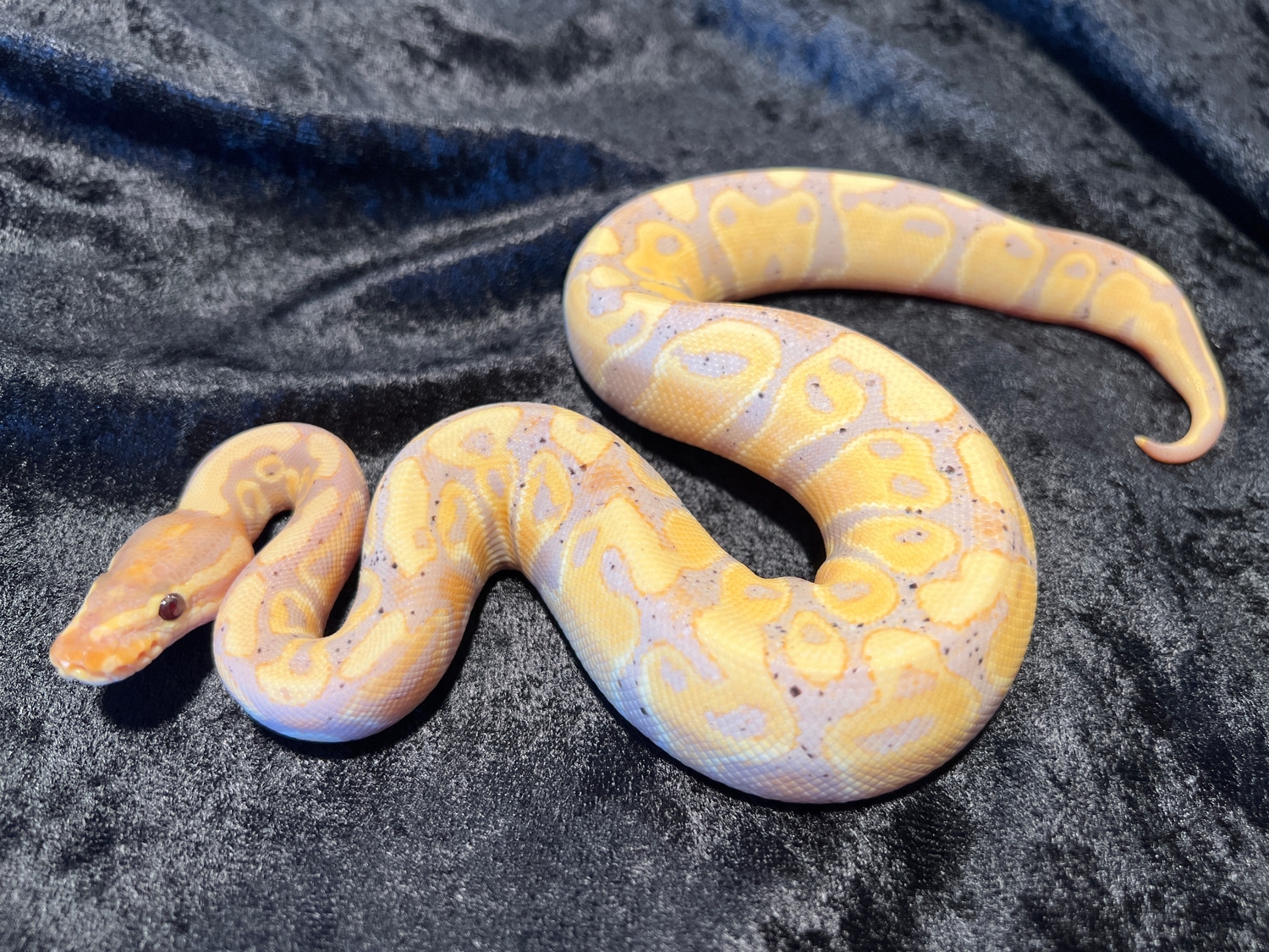 Mojave Coral Glow Ball Python by LotsaBalls Reptiles MorphMarket