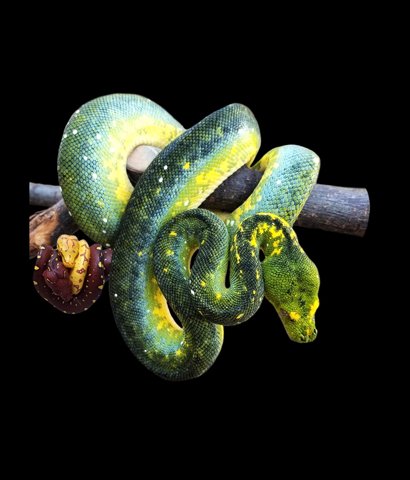 Green Tree Python Clutch: 2 by Lottery Reptiles - MorphMarket