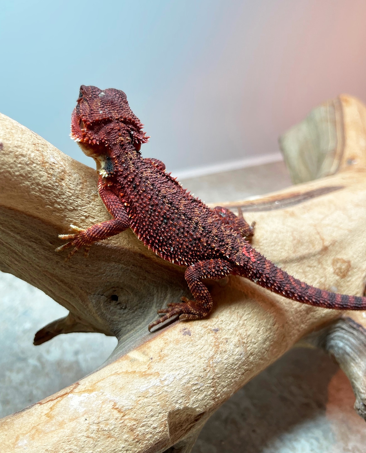 Red Monster 100 Percent Central Bearded Dragon by House Of Dragons ...