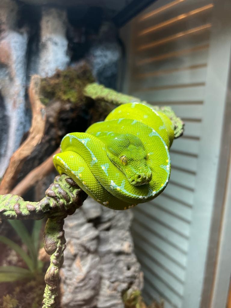 2yo Jayapura High Blue (F) Green Tree Python by Lou's Aboreals ...