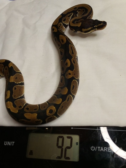 Normal Ball Python by Valley Morphs LLC