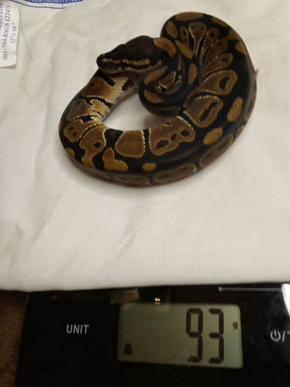 Normal Ball Python by Valley Morphs LLC