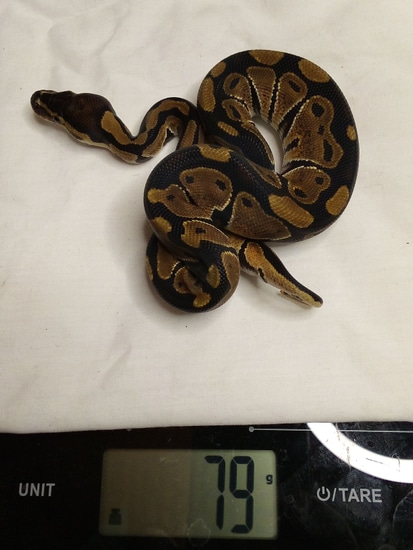 Normal Ball Python by Valley Morphs LLC