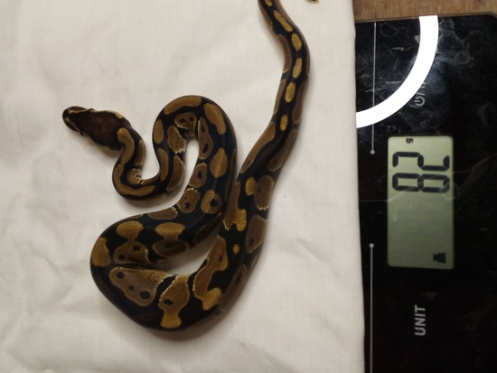 Normal Ball Python by Valley Morphs LLC