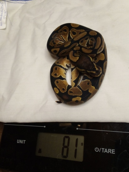 Normal Ball Python by Valley Morphs LLC