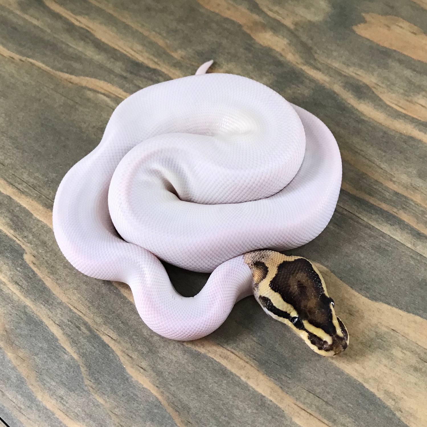 Fire Pied Ball Python by Love Reptiles - MorphMarket