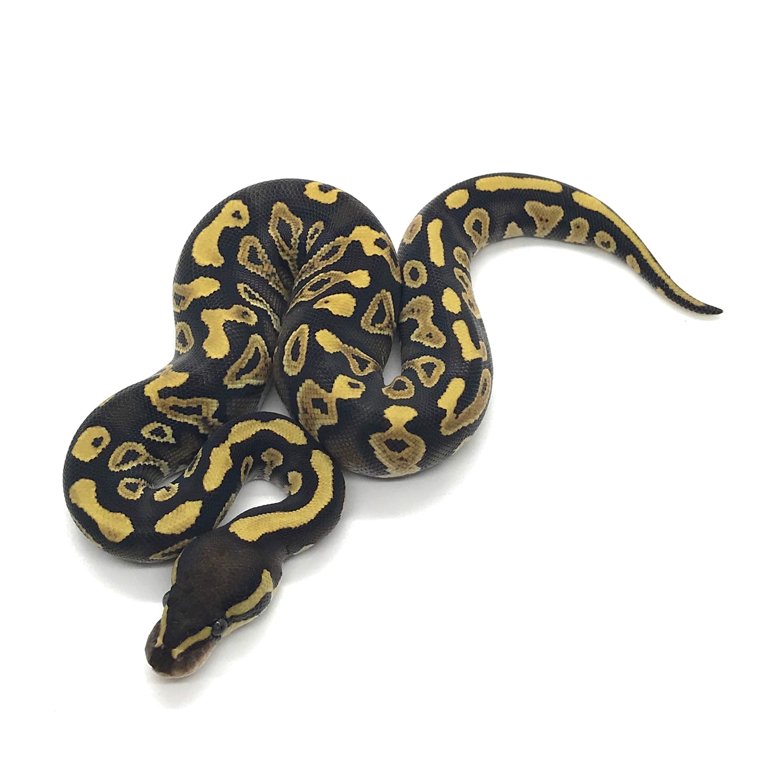 Mystic Yellowbelly 50% Het Pied Ball Python by Love Reptiles - MorphMarket