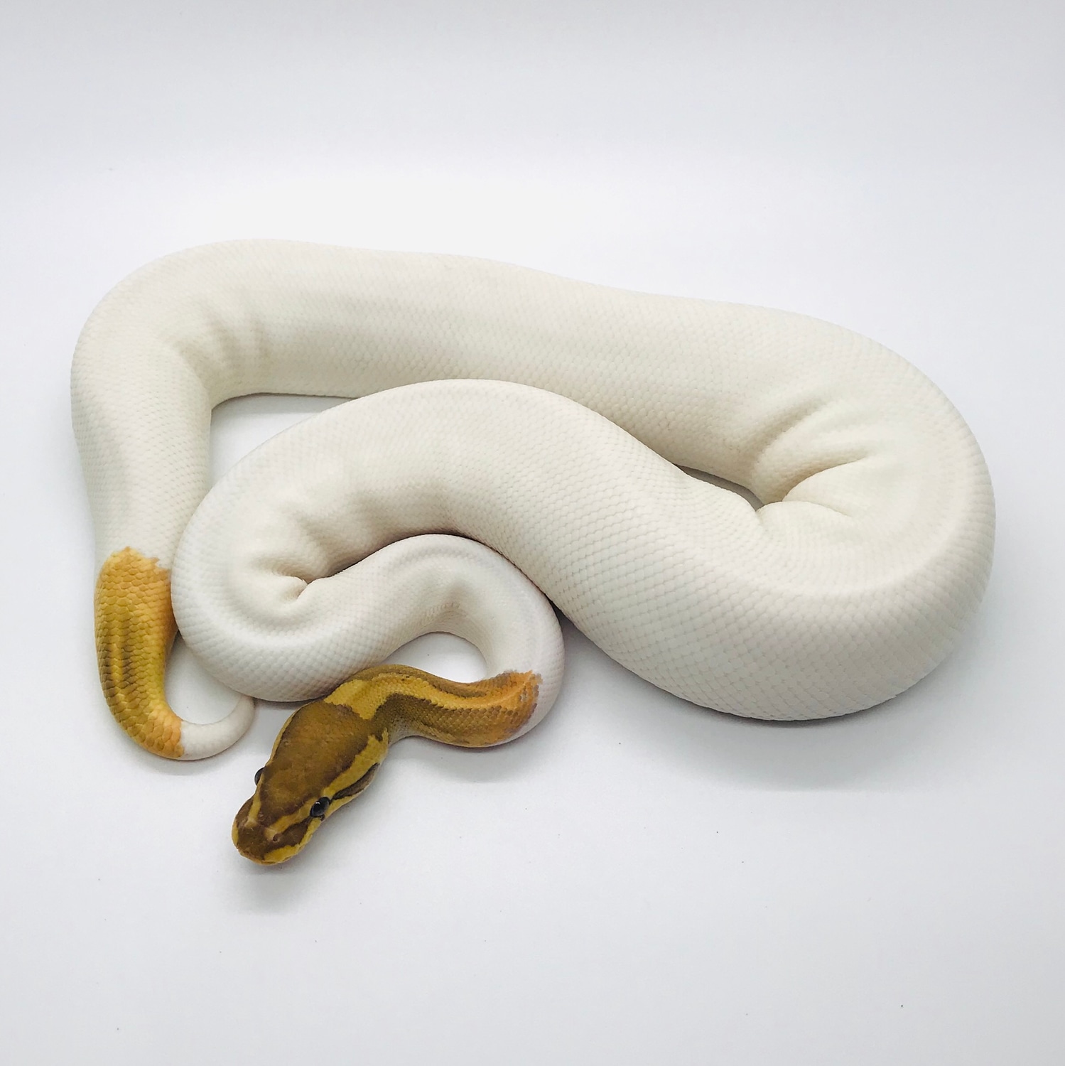 Caramel Albino Pied Ball Python by Love Reptiles - MorphMarket