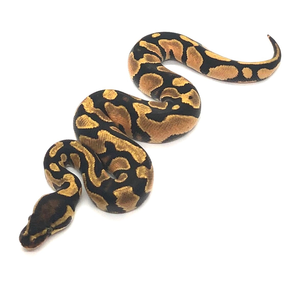 Orange Dream Yellowbelly Het Desert Ghost Het Pied Ball Python by Love