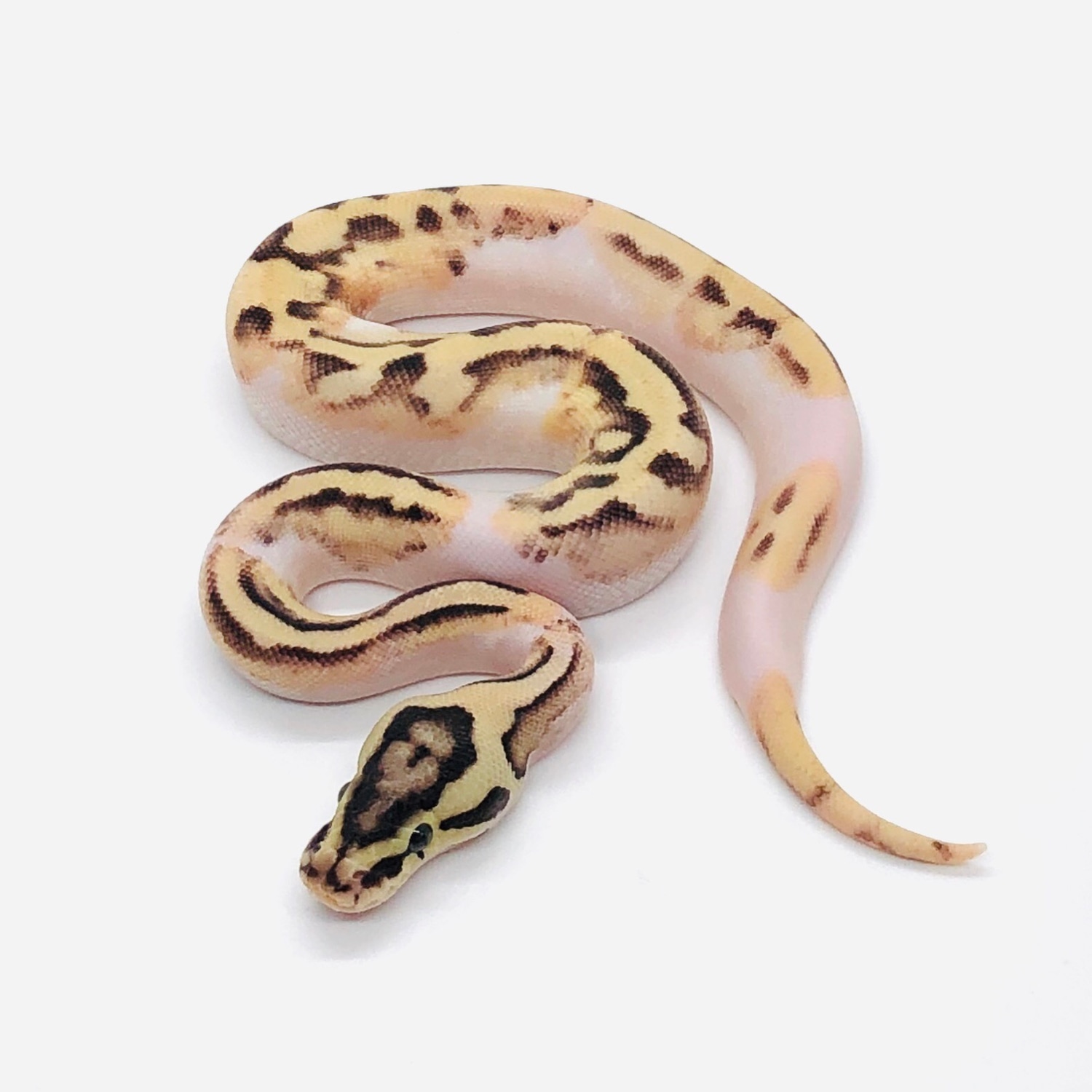 Super Pastel Enchi Pied Ball Python by Love Reptiles - MorphMarket