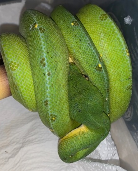 Cyclops GTP Green Tree Python by Casa De Fuego Reptiles