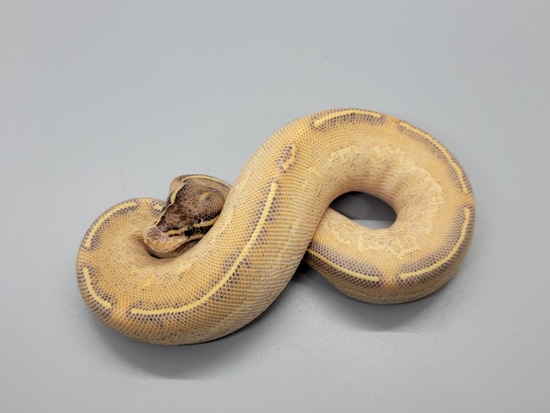 Highway Ball Python by MacRae's Morphs