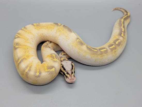 Pastel Orange Dream Highway Ball Python by MacRae's Morphs